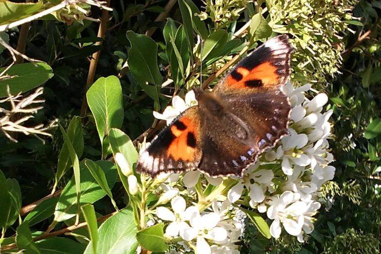 Aglais urticae (aberration, Ryewater Nursery, Sherborne 9-23-2016 FB) [Internet image property of respective owner, non commercial use only]